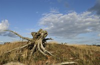 Hoge Veluwe