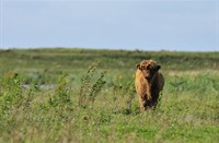 Kalfje Schotse Hooglander te Tiengemeten