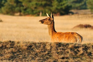 Hoge Veluwe