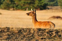 Hoge Veluwe