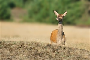 Hoge Veluwe