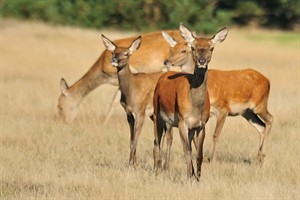 Hoge Veluwe