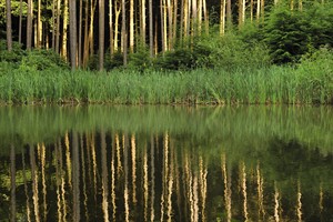 Natuurgebied Gorp de Leij