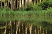 Natuurgebied Gorp de Leij, Gorp de Leij - Abcoven