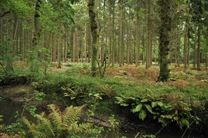 Natuurgebied Gorp de Leij