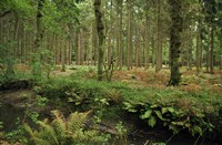 Natuurgebied Gorp de Leij, Gorp de Leij - Abcoven