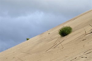 Nieuw duin in Zoutelande