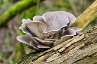 Oesterzwam, Staelduinse Bos, Gewone Oesterzwam