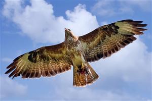 Buizerd met z'n prooi