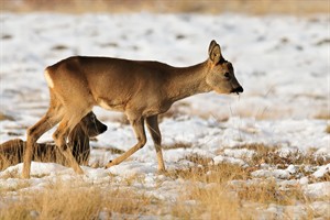 Ree - Waterleidingduinen