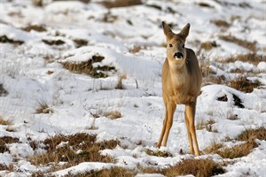 Ree - Waterleidingduinen