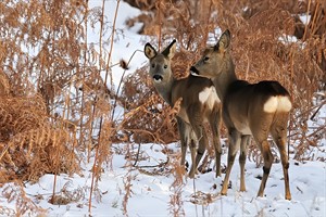 Ree - Waterleidingduinen