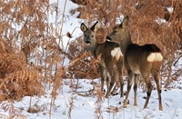 Ree - Waterleidingduinen, Amterdamse Waterleidingduinen