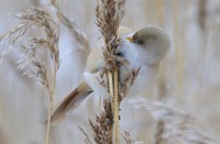 Baardmannetje