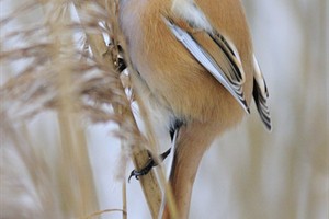 Baardmannetje