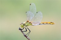 Libelle, Turkije, Platbuik