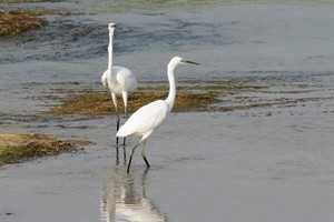 Zilverreigers te Kizilirmak rivier ( Turkije )