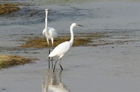 Zilverreigers te Kizilirmak rivier ( Turkije )