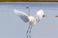 Zilverreiger, Nationaal Park Lauwersmeer, Grote Zilverreiger