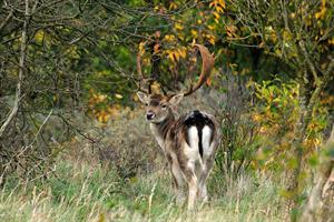 Damhert in de AWD