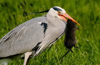 Reiger's fastfood, Natuurgebied Loetbos, Blauwe Reiger