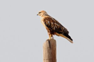 buizerd