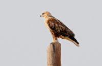 buizerd, Buizerd