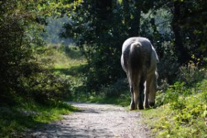 Duinen van Voorne