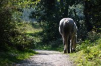 Duinen van Voorne, Duinen van Voorne