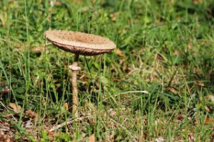 Parasol Zwam - Duinen van Voorne