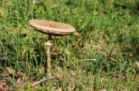 Parasol Zwam - Duinen van Voorne, Duinen van Voorne