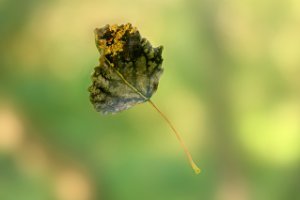 Herfst in aankomst  - Duinen van Voorne