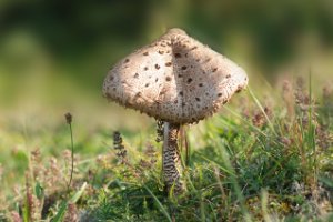 Parasol Zwam - Duinen van Voorne