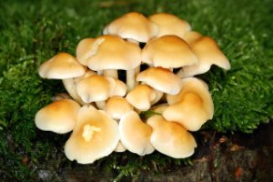 Hypholoma capnoides