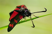 Sint-Jansvlinder  te waterleidingduinen