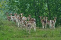 Ree, Amsterdamse Waterleidingduinen, ree