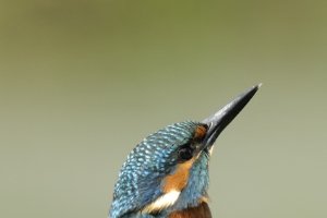 ijsvogel