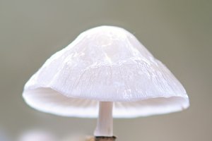 Porseleinzwam