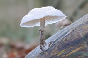 Porseleinzwam