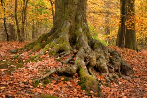 staelduinsebos