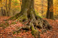 staelduinsebos, staelduinsebos, staelduinsebos