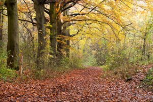 staelduinsebos