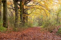 staelduinsebos, staelduinsebos, staelduinsebos