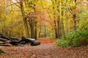 staelduinsebos