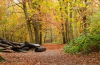 staelduinsebos, staelduinsebos, staelduinsebos