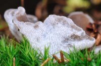 Stekeltrilzwam / Pseudohydnum gelatinosum, Amerongse Bos, Stekeltrilzwam