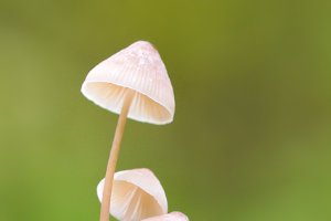 Mycena