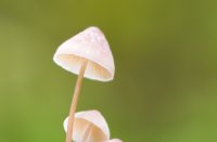 Mycena