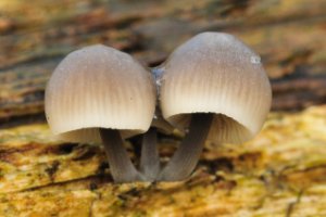 Bundelmycena