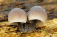 Bundelmycena, Kaapse Bossen, Bundelmycena